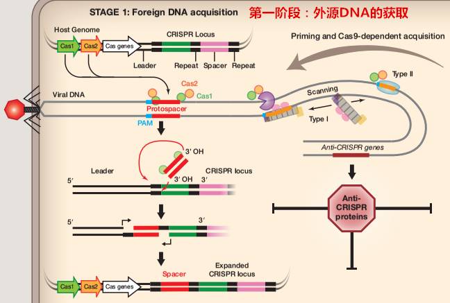 图解 | Cell三篇牛文详解CRISPR两大家族及操作法则-搜狐