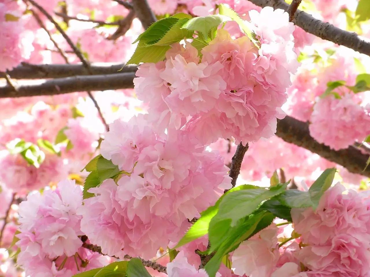 哪里的樱花最美?|日本全境20大赏樱名所指南!