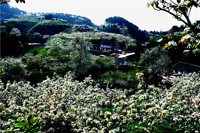 除了梨花,佛来山还有油菜花,桃花等等