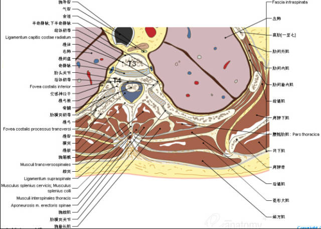 超实用的脊椎与背部3d解剖图解