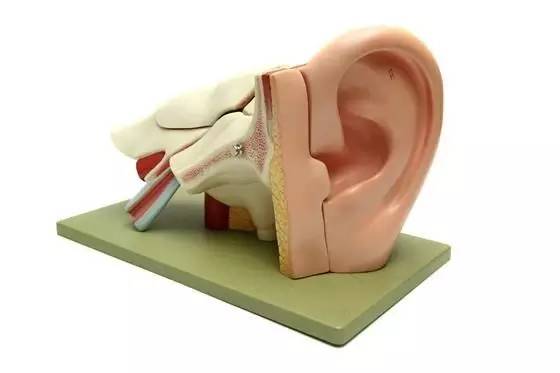 陈观贵表示,皮脂腺囊肿较多发生在耳背和耳朵下方.