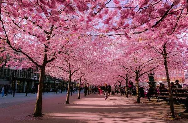 如何文艺优雅地去日本逛樱花季