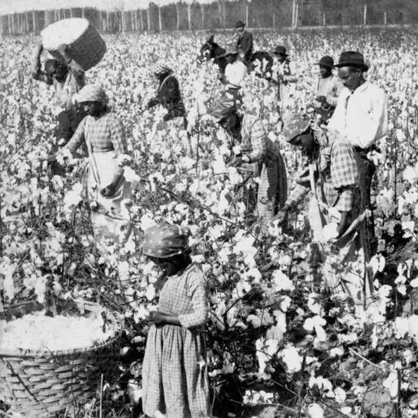 18世纪美国南部种植园中的奴隶在采摘棉花