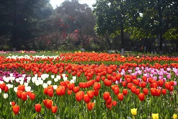 春天来了赏花去重庆主城最全赏花地图出炉