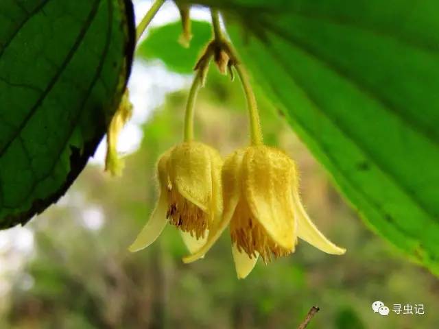 3月3日,世界野生动植物日,一起到梵净山来一次博物旅行吧