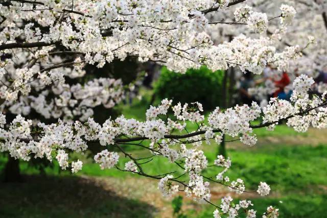 徐汇区龙吴路1111号上海植物园世纪公园的樱花占地面积约1000平米