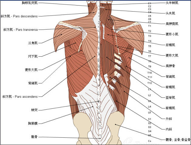 超实用的脊椎与背部3d解剖图解
