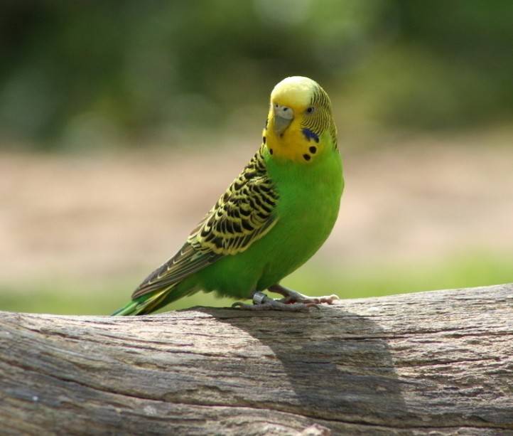 parrot鹦鹉 some parrots can imitate sounds and repeat words and