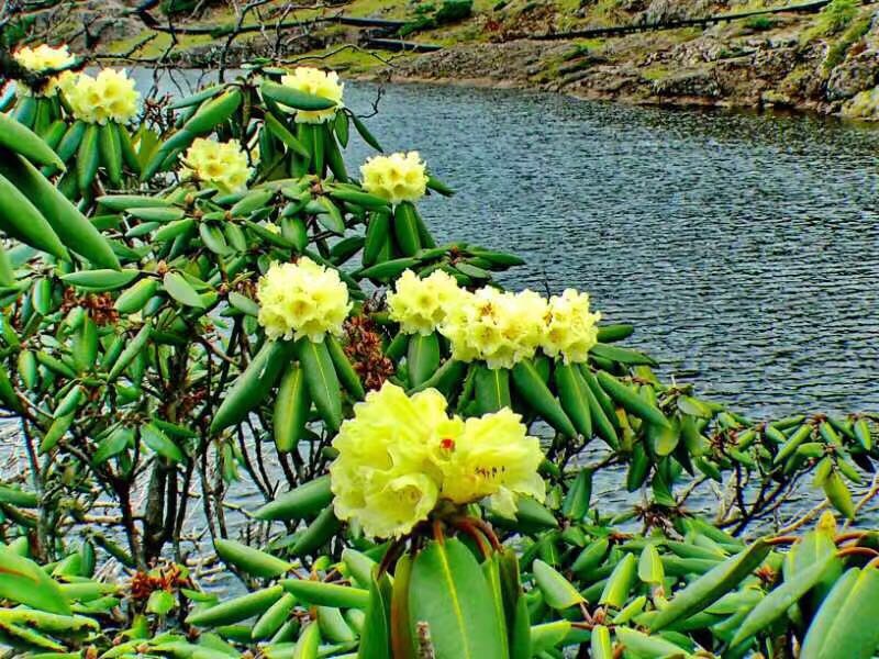 昆明轿子雪山杜鹃花盛开