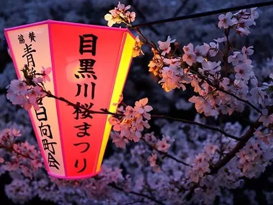 哪里的樱花最美?|日本全境20大赏樱名所指南!