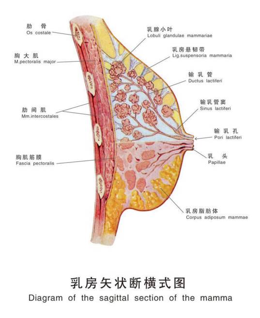 胸外扩调整型内衣_外扩调整型内衣(2)