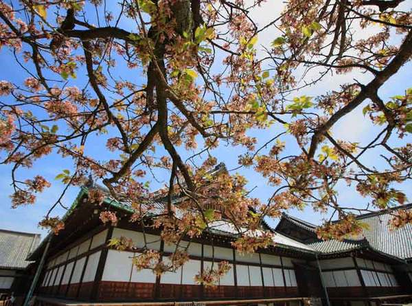 日本京都樱花祭4月旅行摄影指南