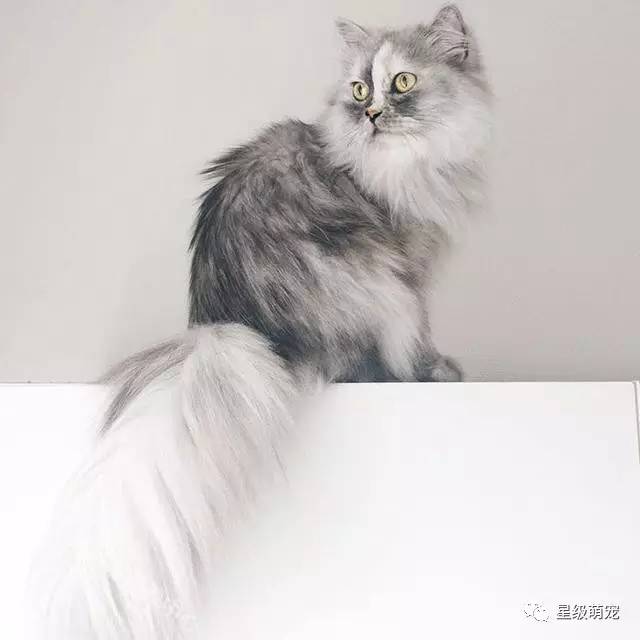 还是个热爱履行的猫咪,它和主人共用一个护照,已经去过沙特,德国,荷兰