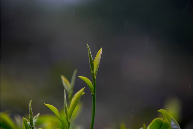 茶季丨象窝山的春茶,上市了