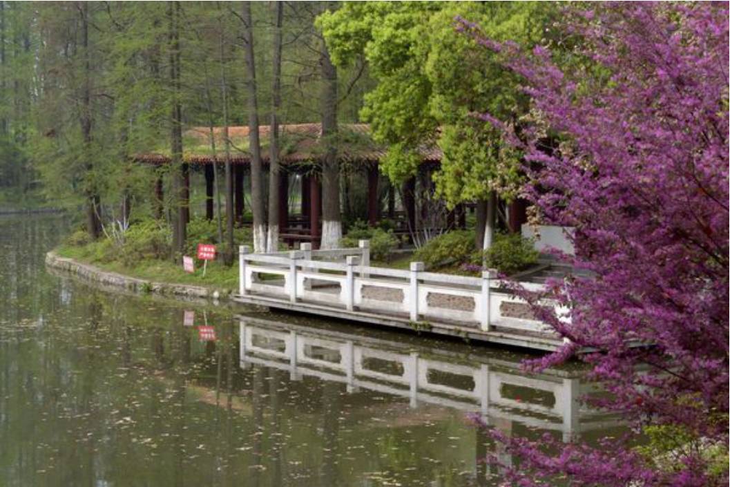 武汉其他赏樱好地方——青山公园
