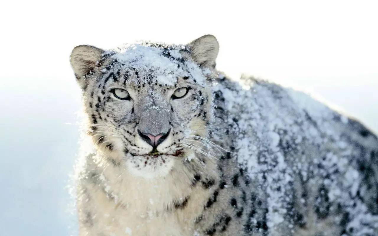 威风凛凛的雪豹 ━━━━━━━━━━━    oreamnos americanus 雪