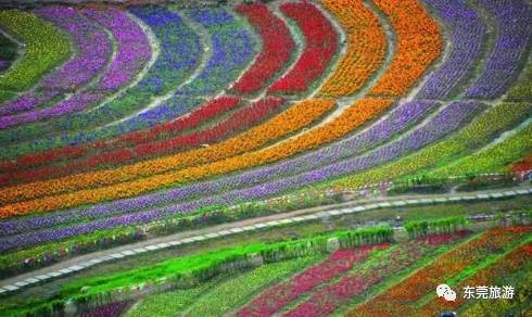 鲜花"彩虹" 清溪,弯弯的花田上种植着色彩缤纷的鲜花,远望如同"彩虹
