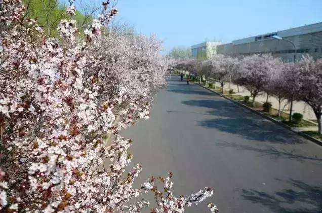 【微旅游】阳春三月,来许昌这些地方看 樱花雨