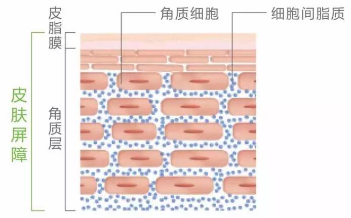 5,真皮的状态良好    那要怎么做角质层才能增厚呢?