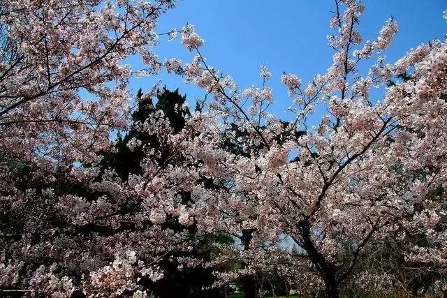 忘掉三月济州岛的樱花吧!这些地方要比韩国美