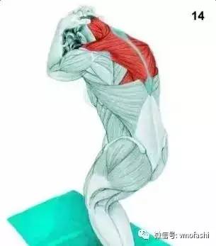 锻炼部位:斜方肌 15,阔背肌伸展脊柱牵引