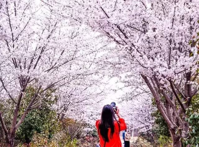 【微旅游】阳春三月,来许昌这些地方看樱花雨