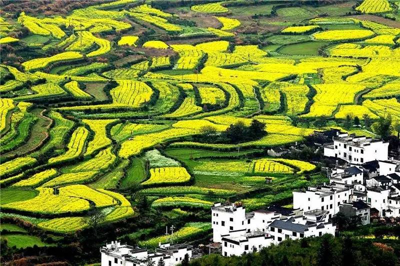 中国油菜花四大摄影基地——婺源篁岭,一个隐藏千年而又神秘的地方!