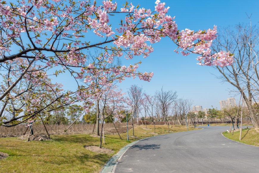 【最美春天】5000株樱花,这是上海初春最美的公园