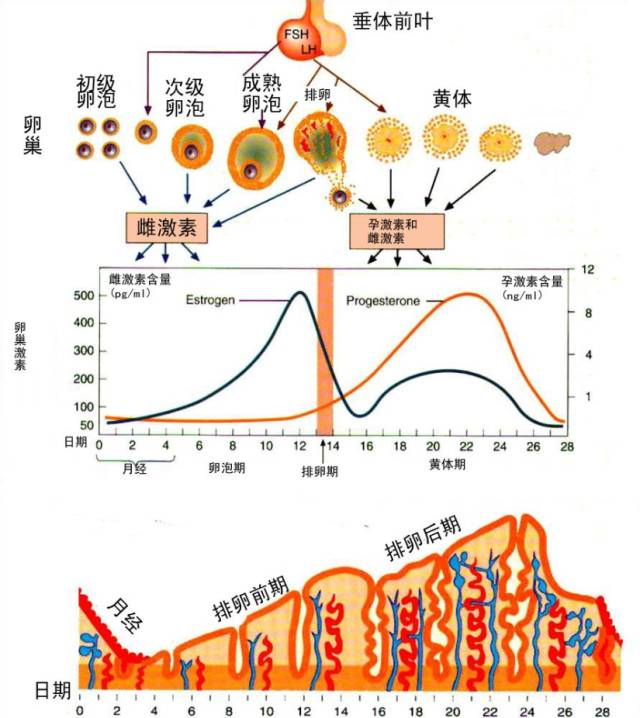 大部分女性银屑病患者会在妊娠期,月经期等性激素分泌变化时发现自己