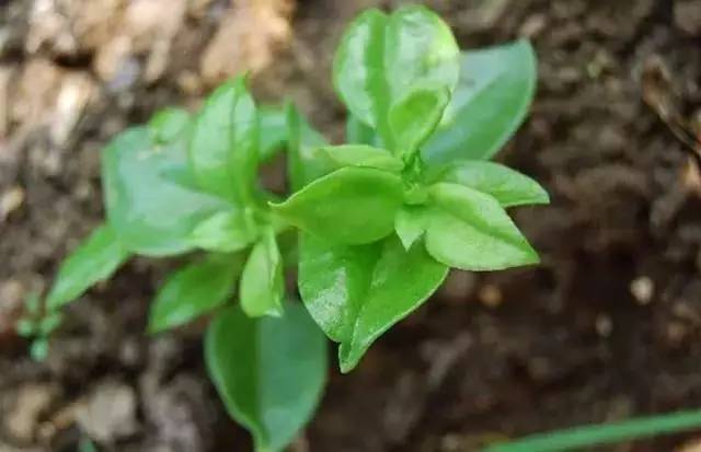 [家居生活]这些菜插在花盆里就能疯长，让你少去好多趟菜市场呢