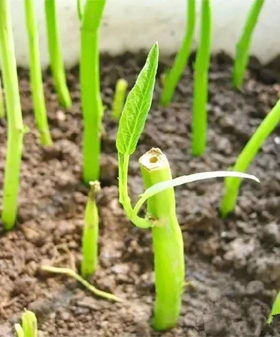 [家居生活]这些菜插在花盆里就能疯长，让你少去好多趟菜市场呢