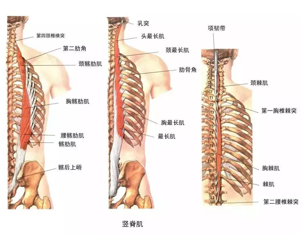 搜狐公众平台 - 腰椎间盘突出康复训练,一个动