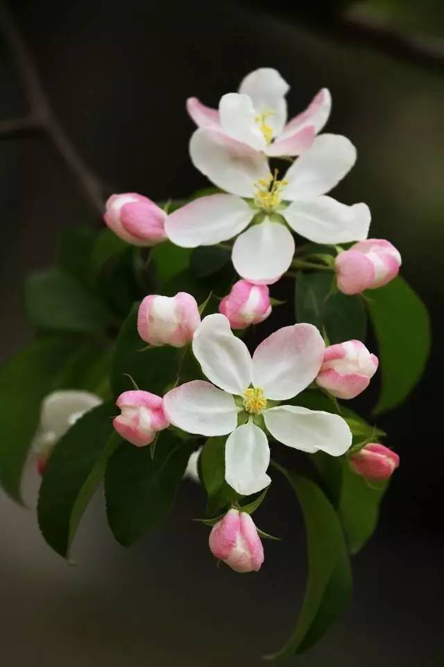 5海棠花