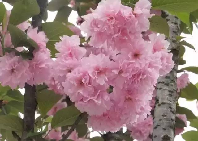 【微旅游】阳春三月,来许昌这些地方看樱花雨
