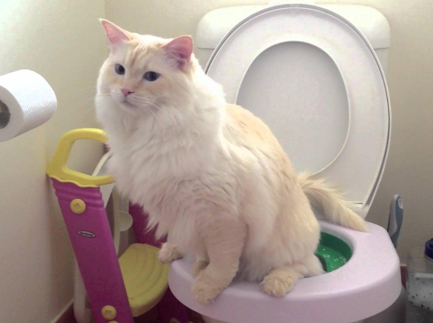 训练猫上马桶如厕是一种怎样的体验？ - 知乎