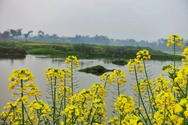 地址:成都市郫都区三道堰镇    新津 新蒲路      油菜花田层层叠