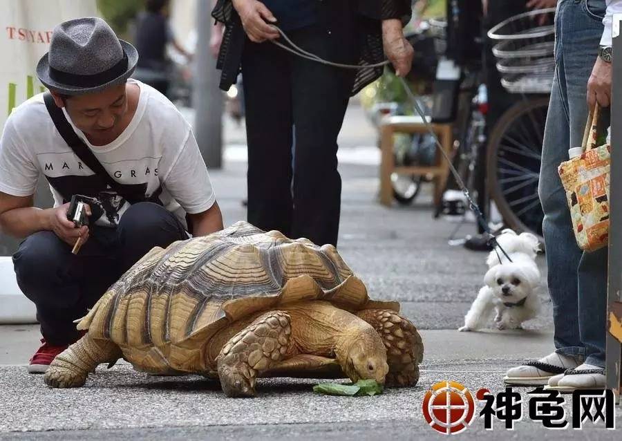 如果现实中看到这么趣萌的苏卡达幼龟时,是不是有一种想带回家的冲动?