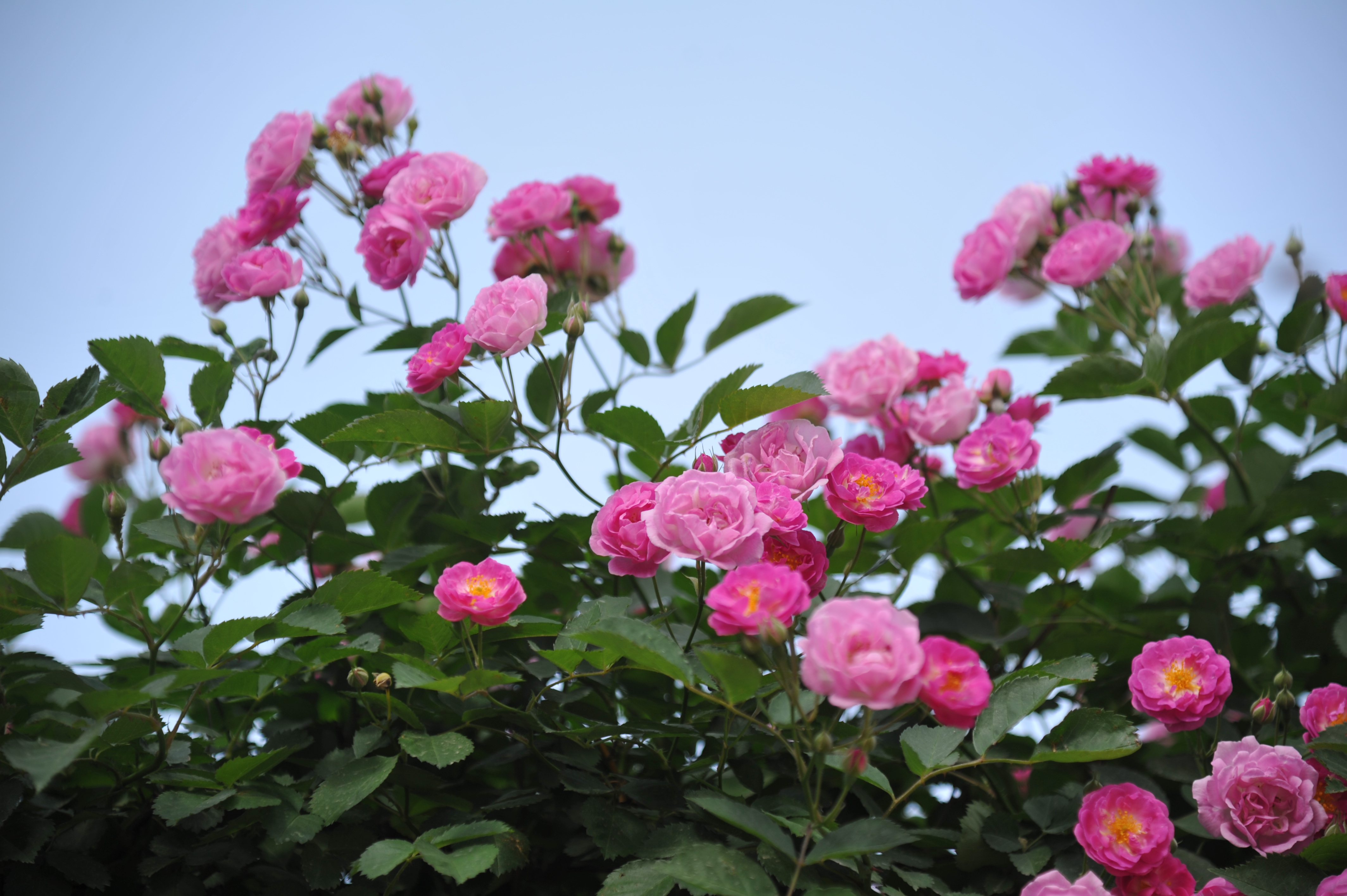 二十四番花信风:惊蛰节气桃花、棣棠、蔷薇