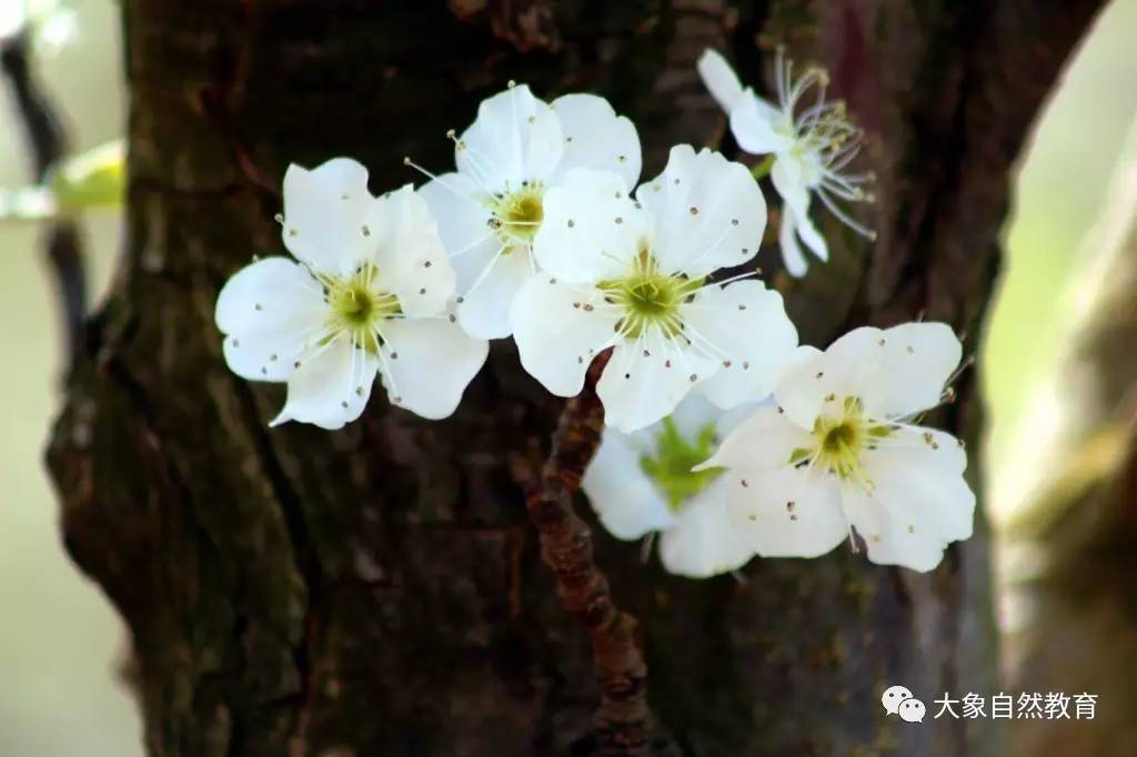 【3月12日】共赴梨花节,同赏梨花海