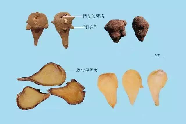 坚持每天最少记一味中药—附子——第126天