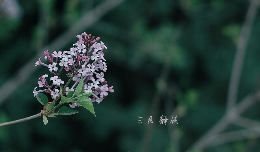 花卉摄影 : 三月的思念