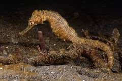 红瘰疣螈怎么吃