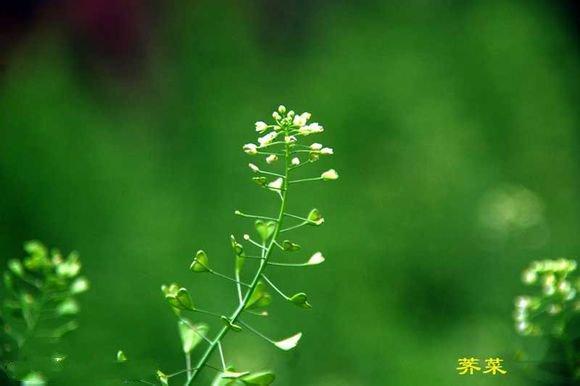 荠菜花煮鸡蛋,荠菜包子,荠菜饺子,荠菜春卷,我爱吃荠菜!