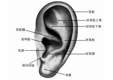 男人耳朵上有痣代表寓意