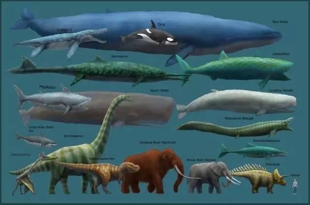 科普|关于世界上最大的动物蓝鲸的11个真相