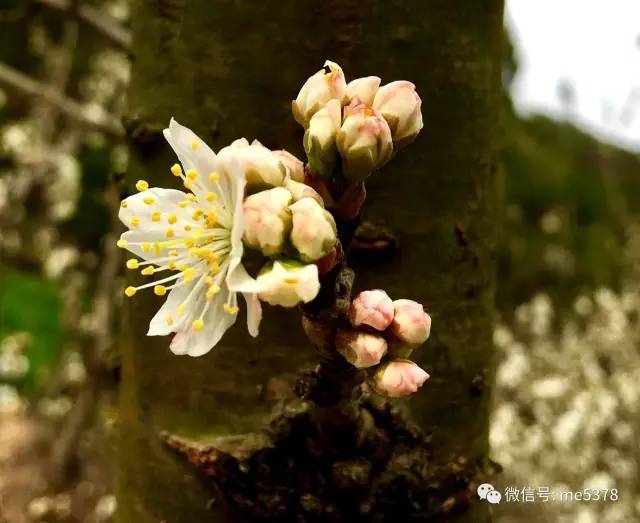 湿润的花蕊