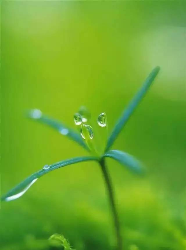 惊蛰|春风化雨万物生