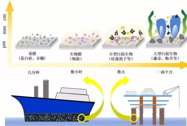 【推荐】华南理工大学生物降解高分子基海洋防污材料取得系列进展