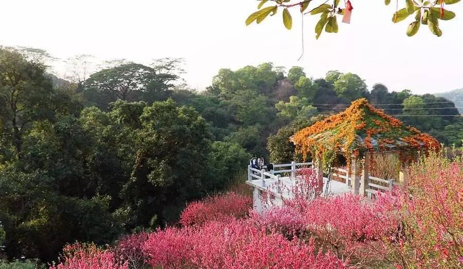 广州白云山明珠楼景区的桃花涧一万多株桃花目前已是花团锦簇,以