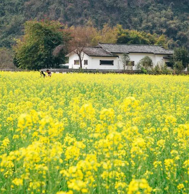 (广西桂林市阳朔) 每年春天,遇龙河边3000亩连片油菜花竞相绽放